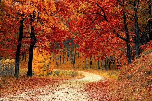 How to Use Activity Finder Pro for Seasonal Activities