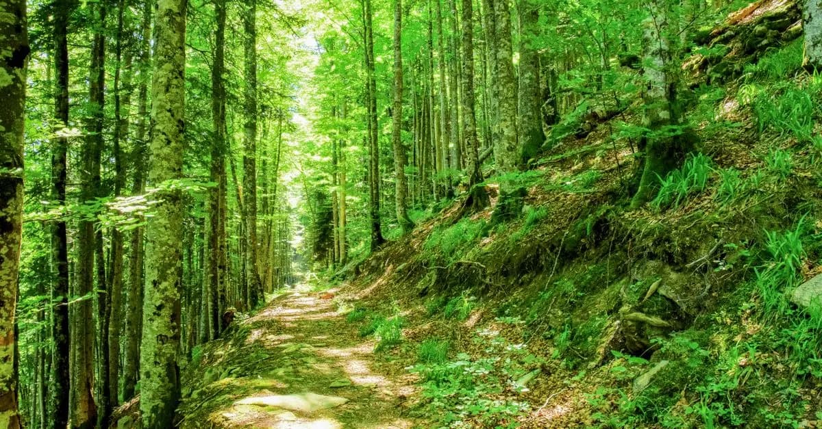 Finding Tranquility: Nature Walks You Can Try
