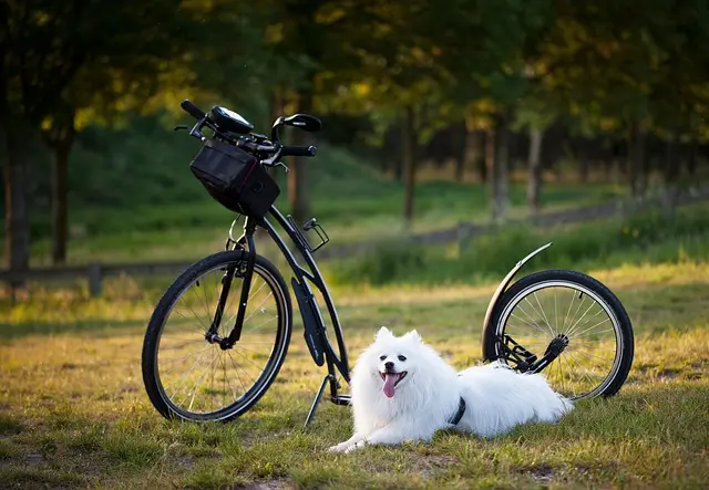 7 Tips for Using Activity Finder Pro for Memorable Experiences