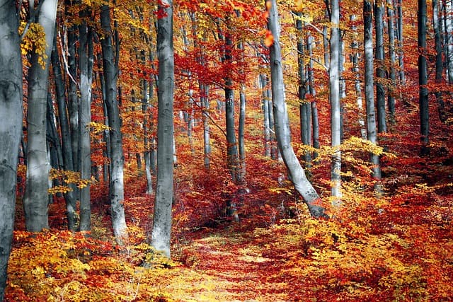 How to Select the Best Seasonal Activities with Activity Finder Pro